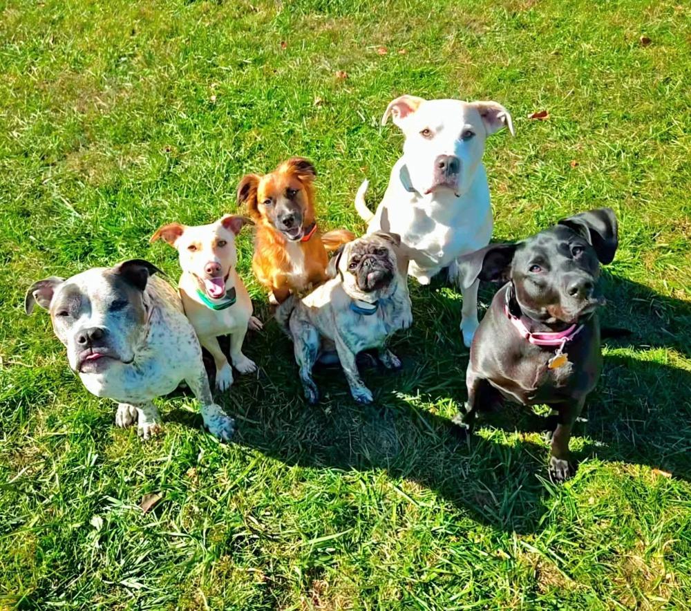 Group of trained dogs sitting on the grass