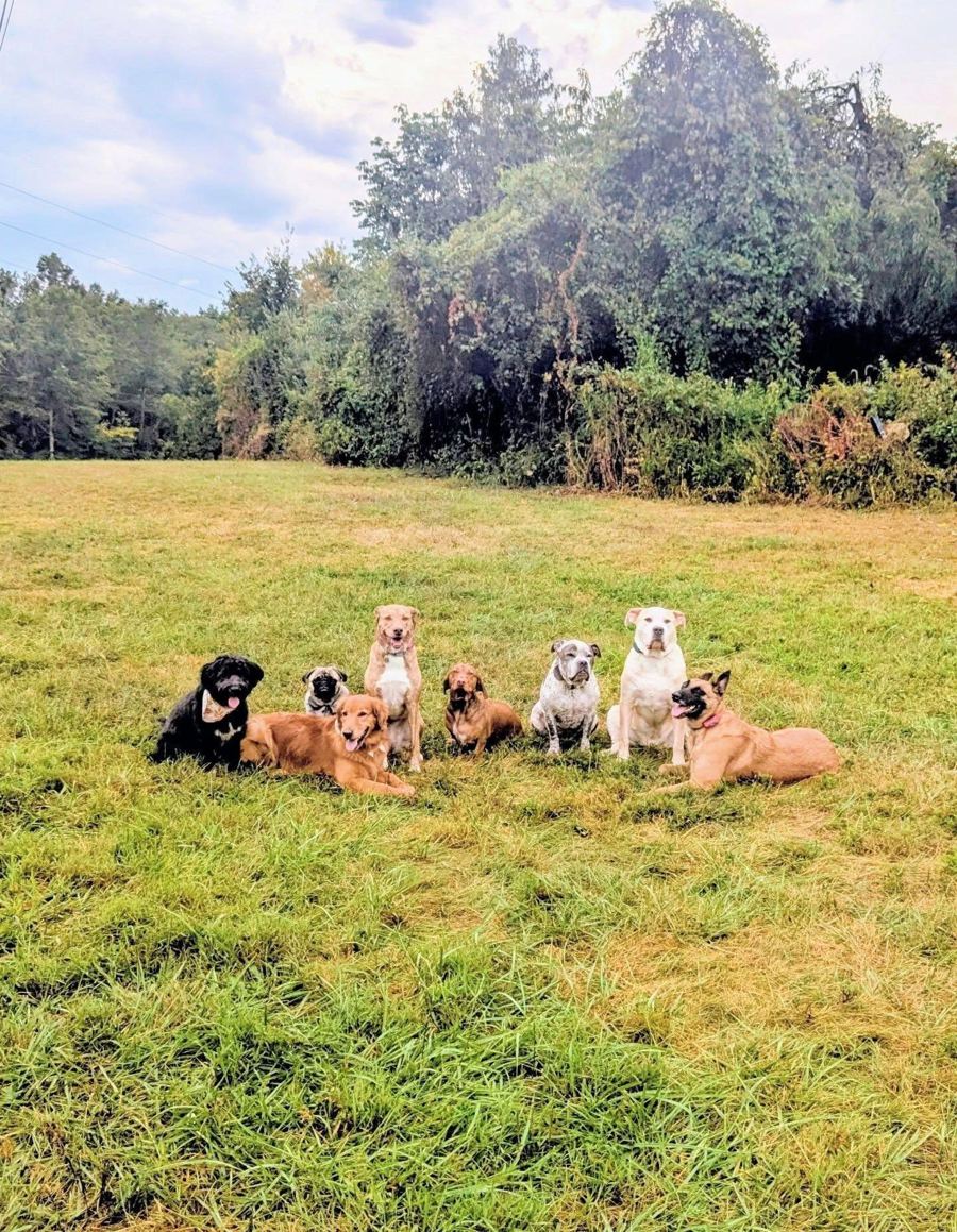 Eight trained dogs sitting together in a field