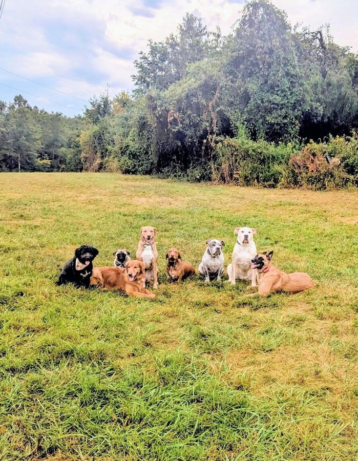 Eight dogs sitting together in a field