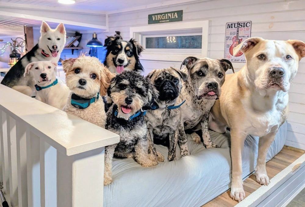 Group of dogs holding place on a platform indoors
