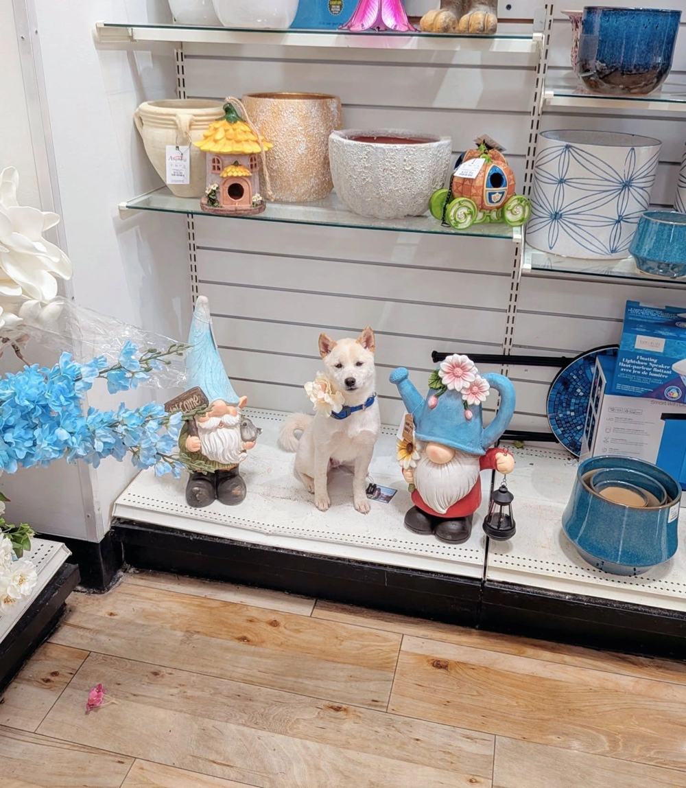 White dog sitting on a store shelf