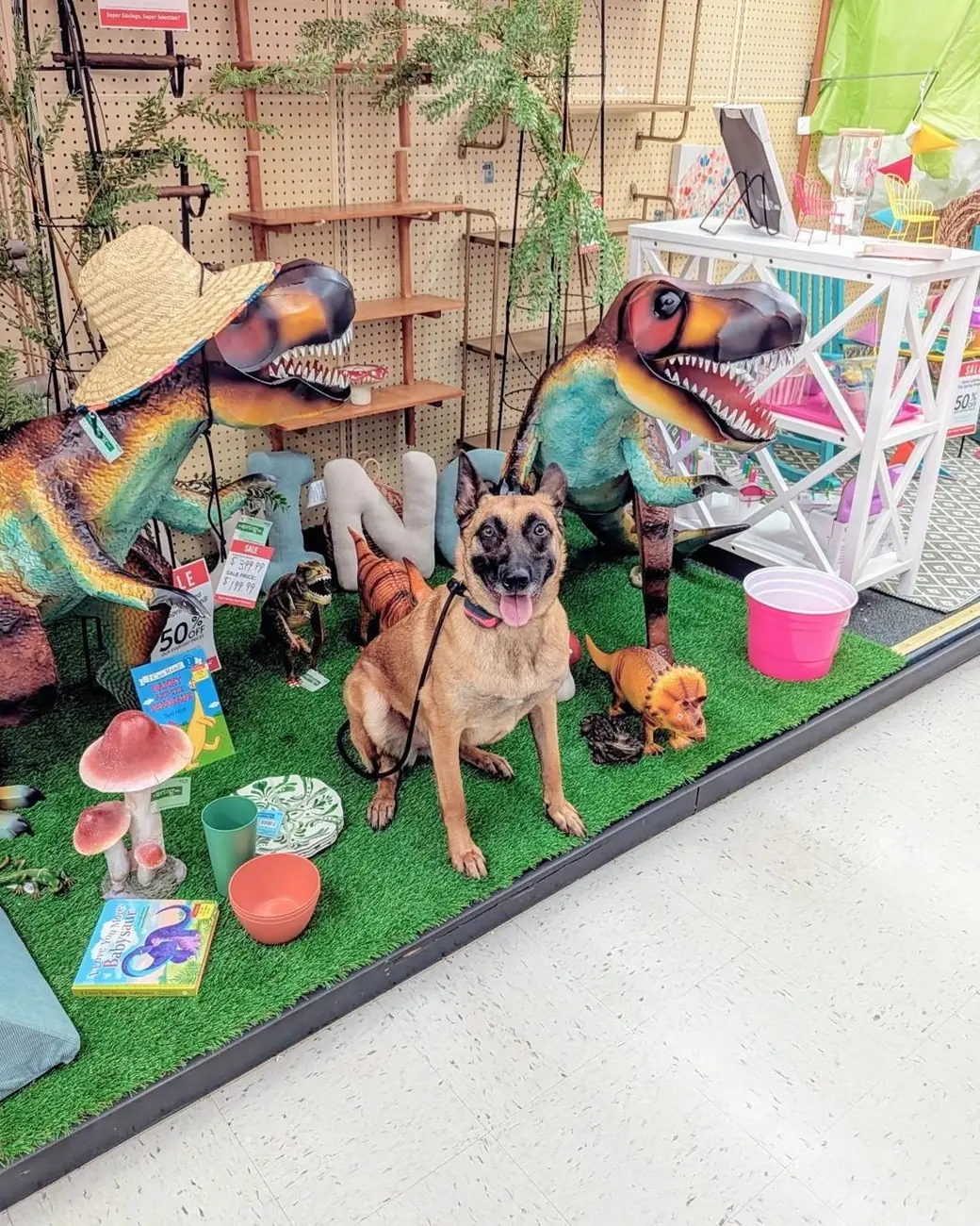 Malinois sitting between dinosaur statues