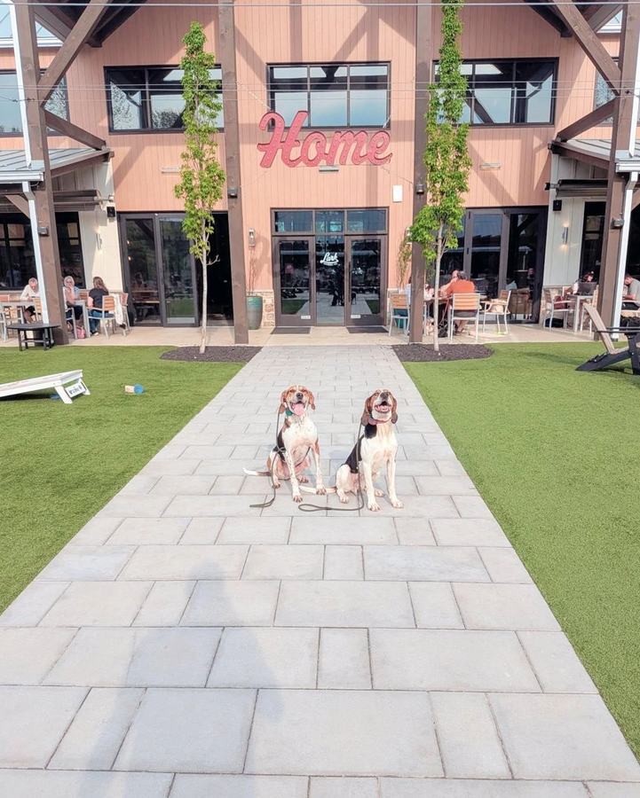 Two hounds relaxing at a brewery