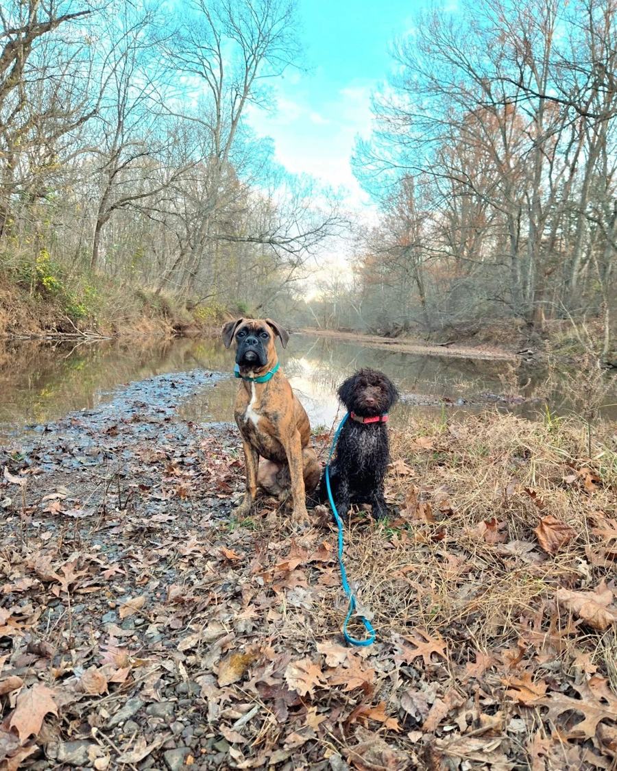 Boxer and poodle sitting by a creek