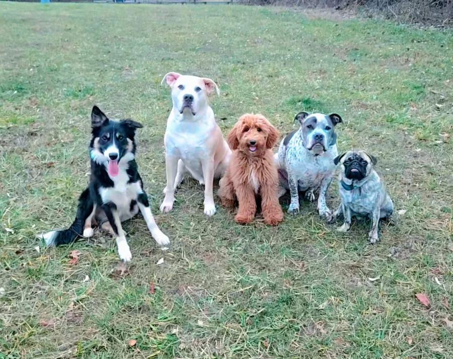 Five trained dogs sitting in a row on the grass