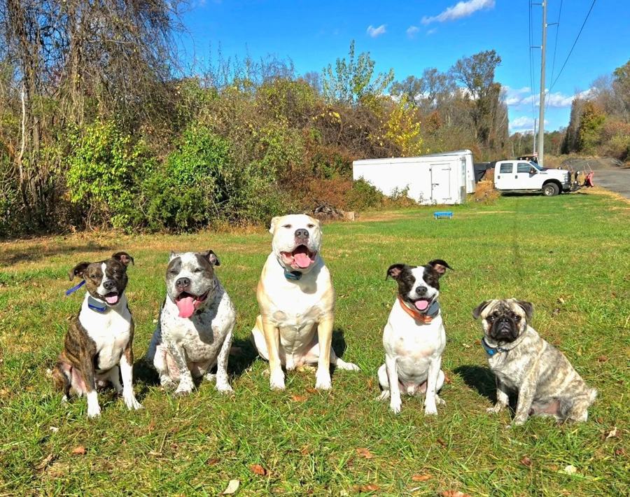 Five trained dogs sitting in a row in the sun