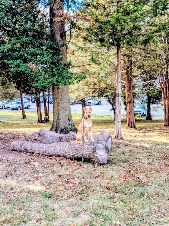 Tan dog sitting on a fallen log in the park