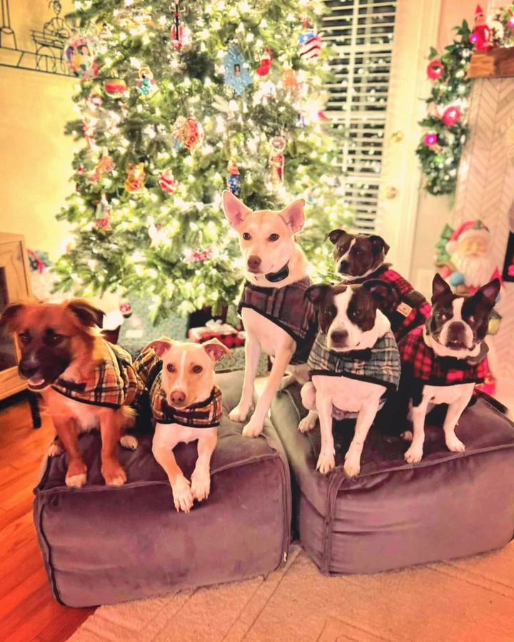 Two dogs in plaid coats on a Christmas blanket