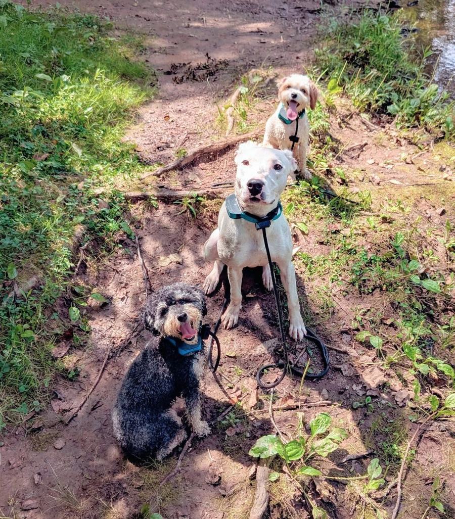 Three dogs sitting on a trail