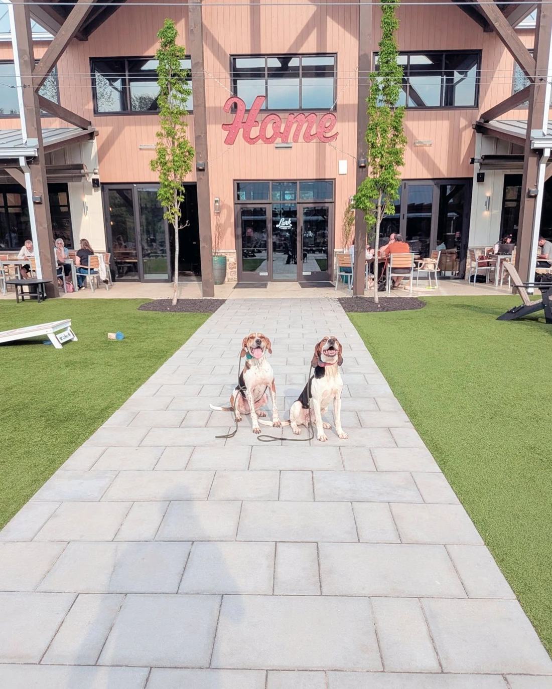 Two trained dogs sitting calmly outside a storefront
