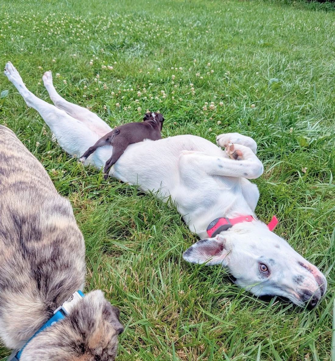 Puppy playing with an adult dog in the grass